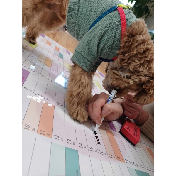 Planer 2026 A1 zmazywalny kalendarz 84x59 cm kolorowy przeklejany