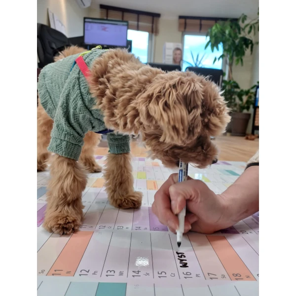 Planer suchościeralny 2026 B0 138x97,5 cm kolorowy przeklejany